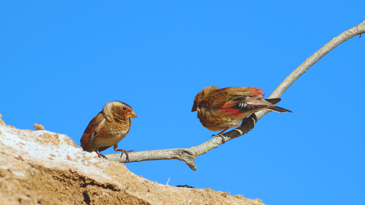 Crimson-winged Finch